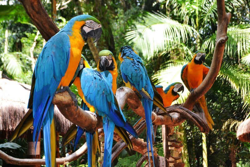 Parque das Aves